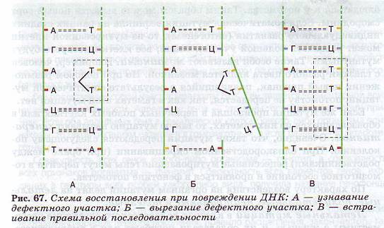 Схема востановления при повреждении ДНК