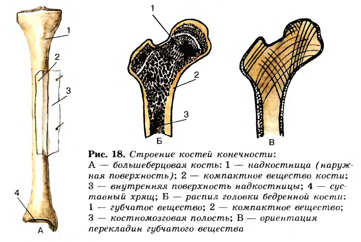 Строение костей