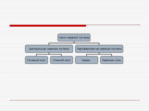 Схема нервной системы. фото