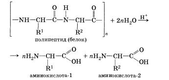 Белки