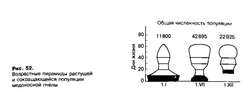 Возрастные пирамиды