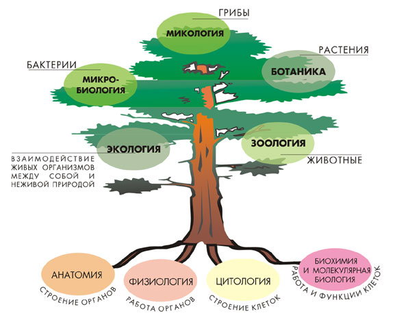 уроки скачать