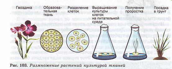 Перспективы развития биотехнологии