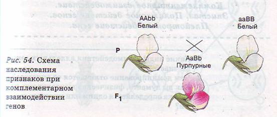 Взаимодействие генов