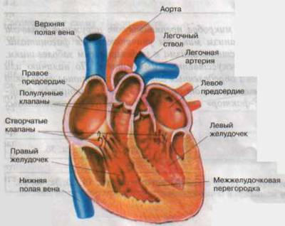 сердце человека