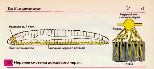 Нервная система дождевого червя