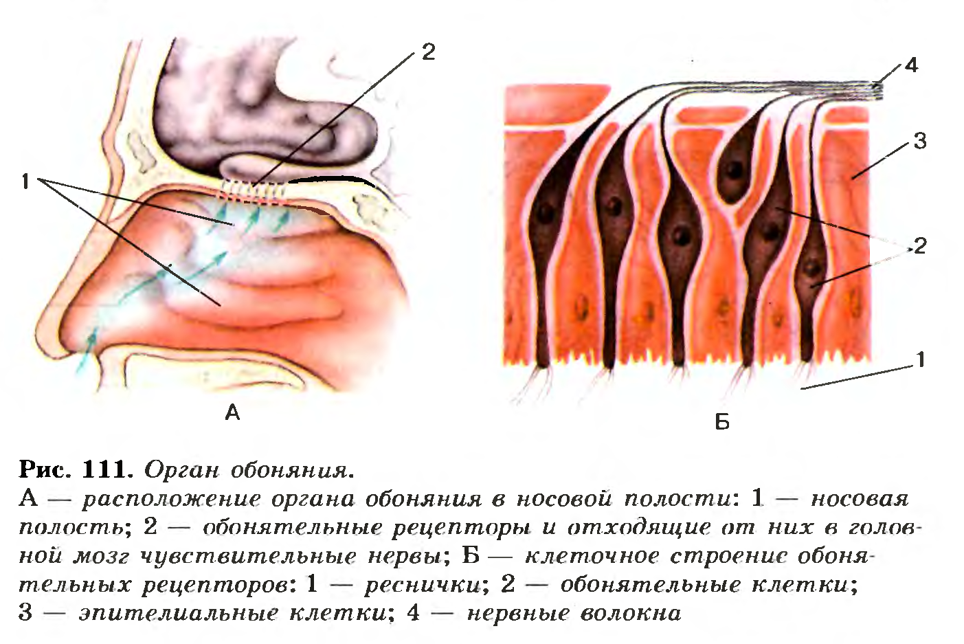 Орган обоняния