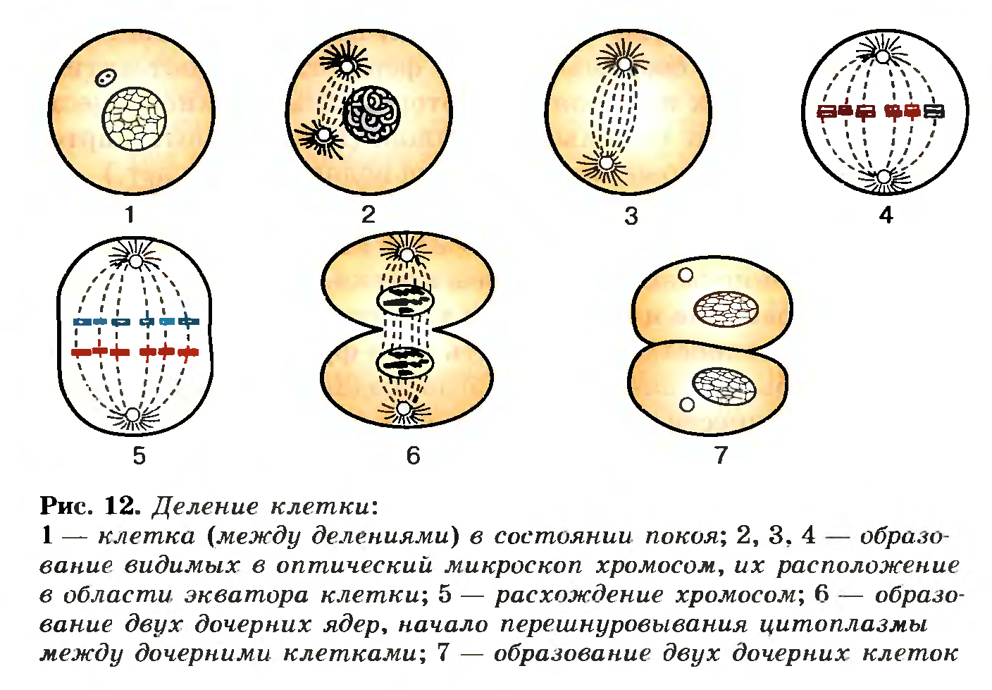 Деление клетки