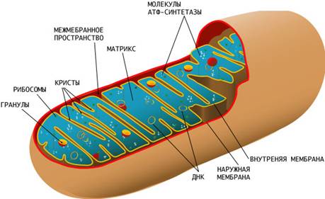 Будова мітохондрій