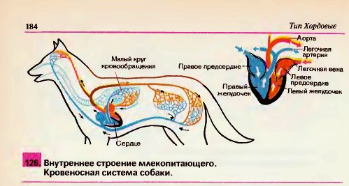 Внутреннее строение млекопитающих на примере домашней собаки