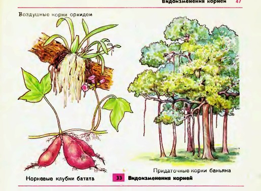 Видоизменения корней