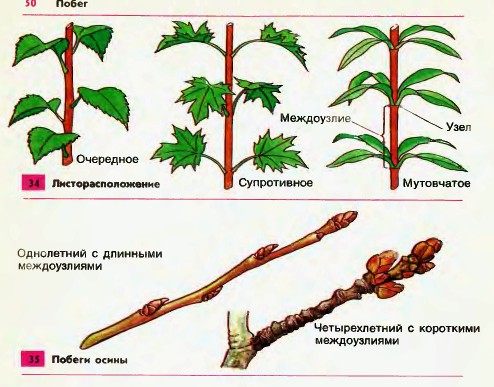 Побеги осины