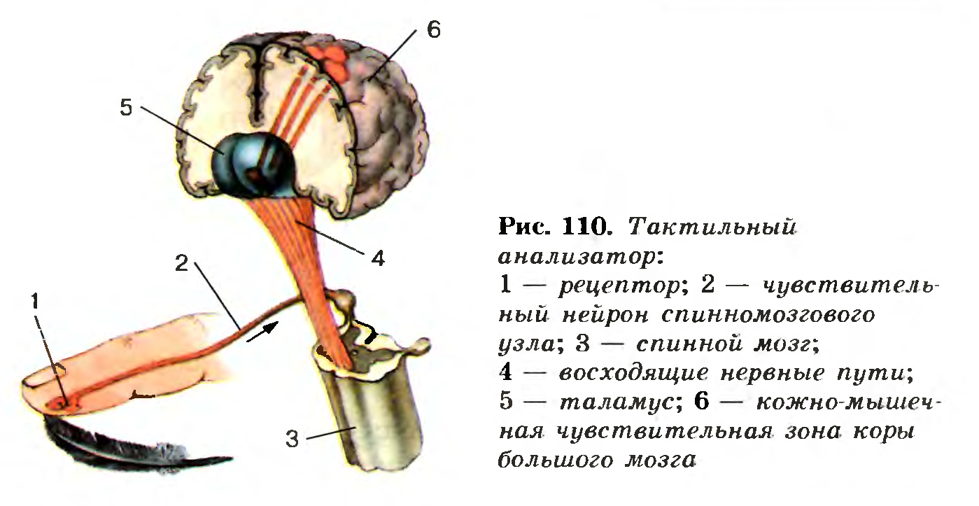 Тактильный анализатор