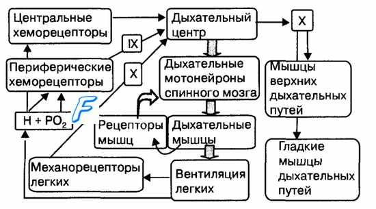 Механизм регуляции дыхания