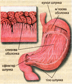 Будова шлунка