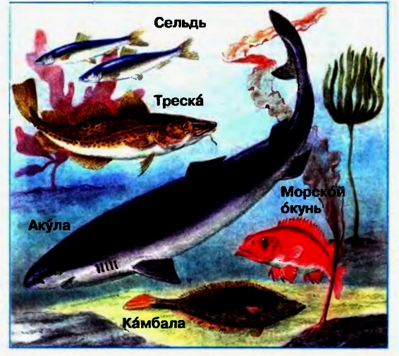 Морские рыбы