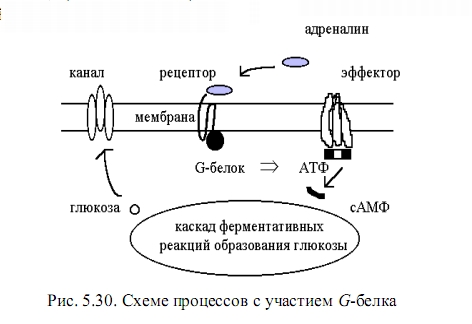 белок