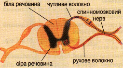 Будова спинного мозку