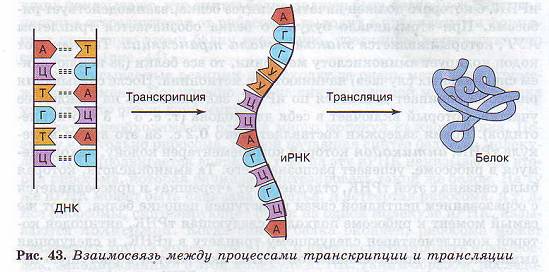 Процесс транскрипции и трансляции