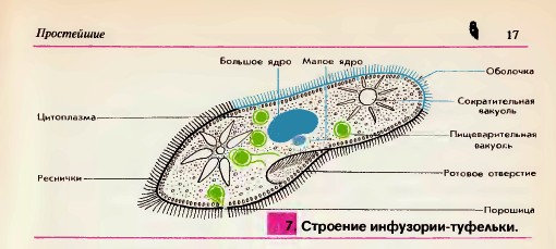 Инфузория-туфелька