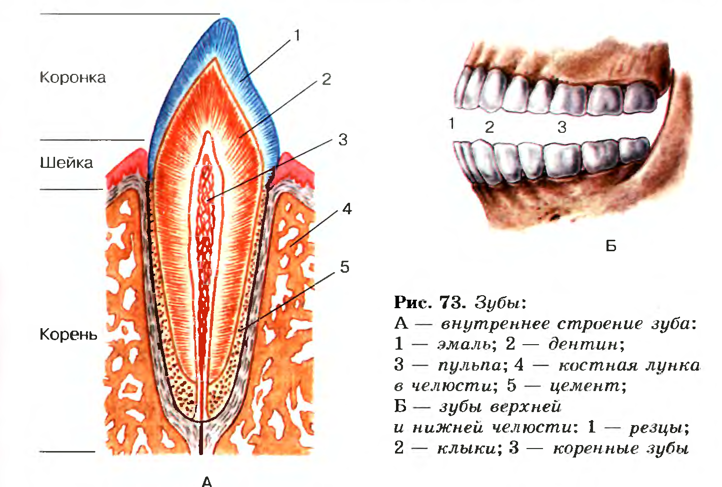 Строение зубов