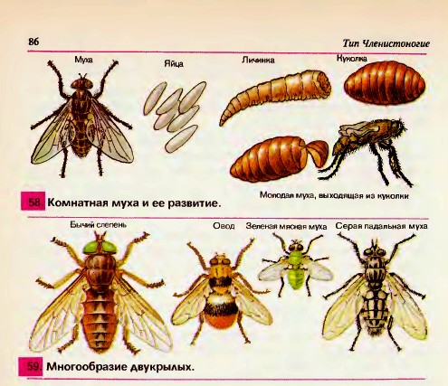 Насекомые