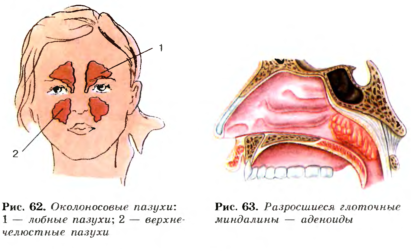 Гортань — орган голосообразования.