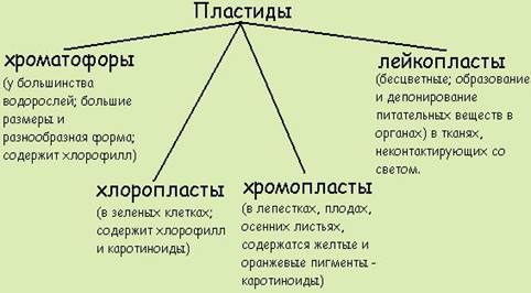 Знаходження різних видів пластидів