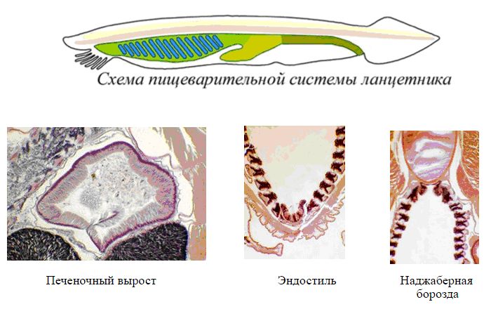 ланцетник