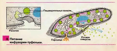 Питание инфузории-туфельки