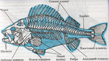 Скелет річкового окуня