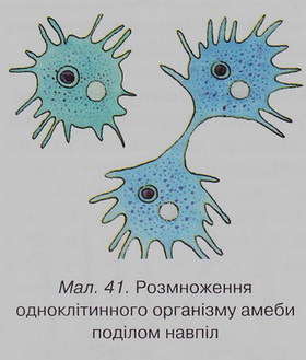 Поділ амеби