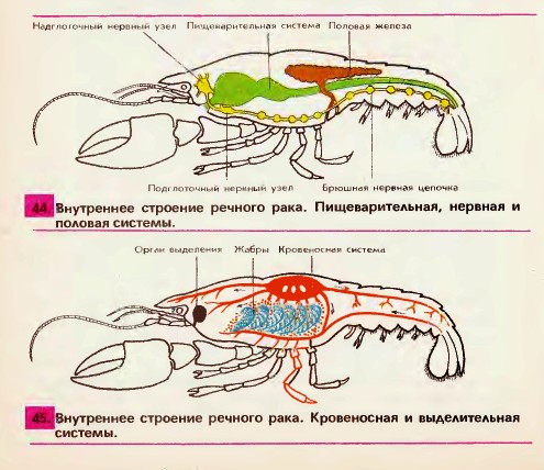 Речной рак