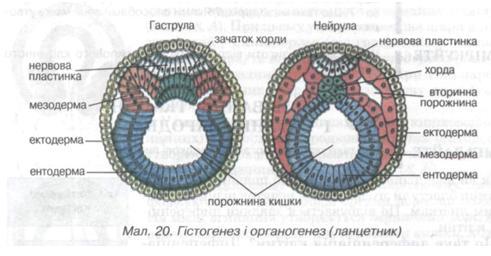 Гістогенез і ограногенез