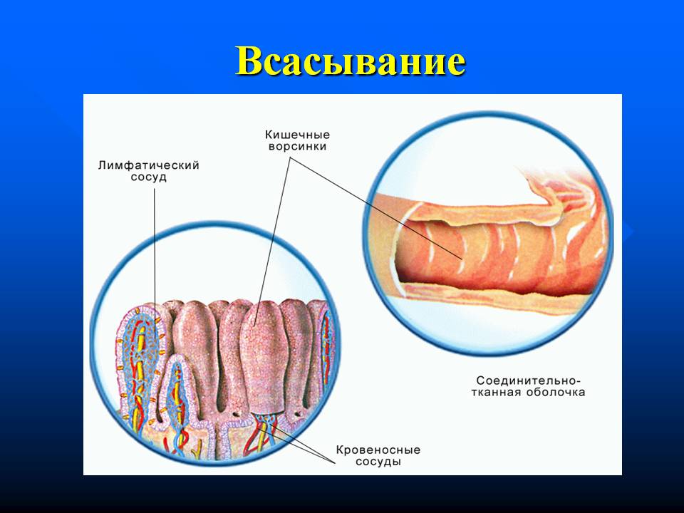 Всасывание. фото