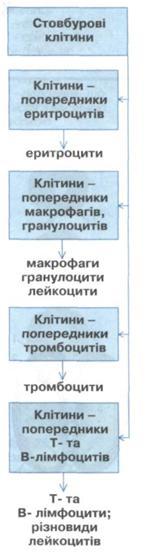 Стовбурові клітини