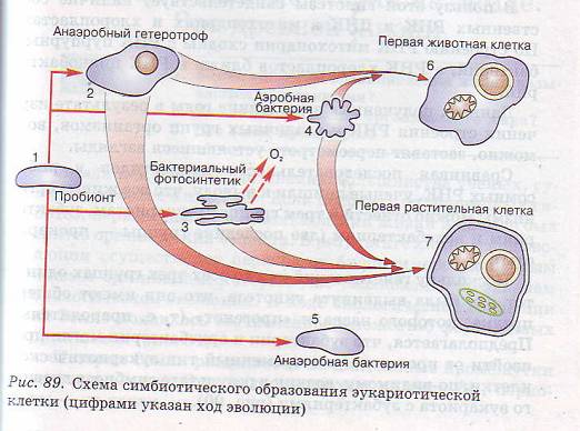 Происхождение эукариотической клетки