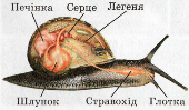 Внутрішня будова черевоногого молюска
