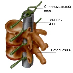 Спинной мозг. фото