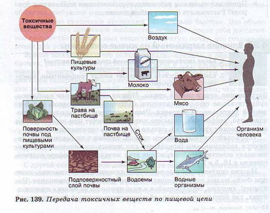 Передача токсичных веществ по пищевой цепи