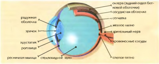 Строение глаза