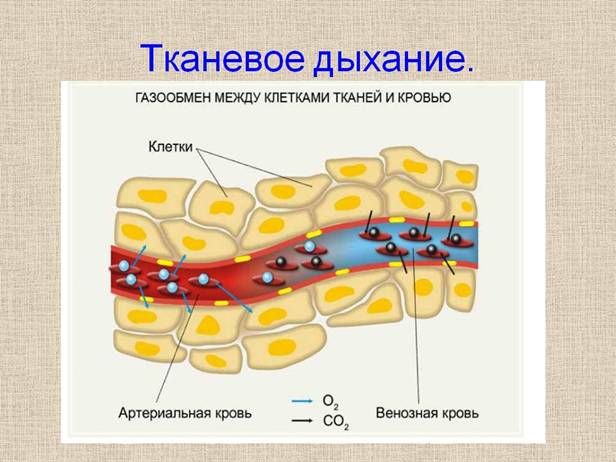 Тканевое дыхание