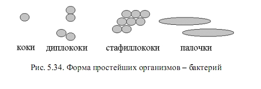 бактерии