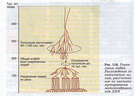 Генеалогия людей