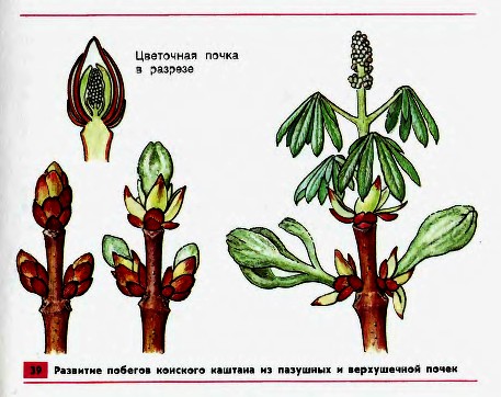 Развитие побега из почки