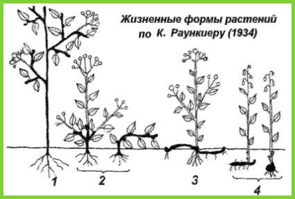 Ознака, на яку спирався Раункієр