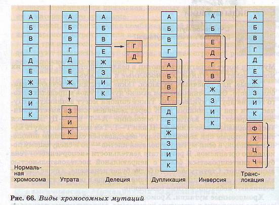 Хромосомные мутации