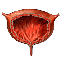 Мочевой пузырь. фото