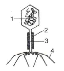 Будова бактеріофага