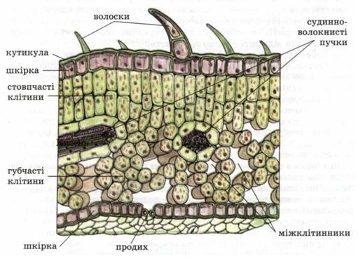 Внутрішня будова листка фото